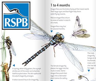 RSPB leaflets